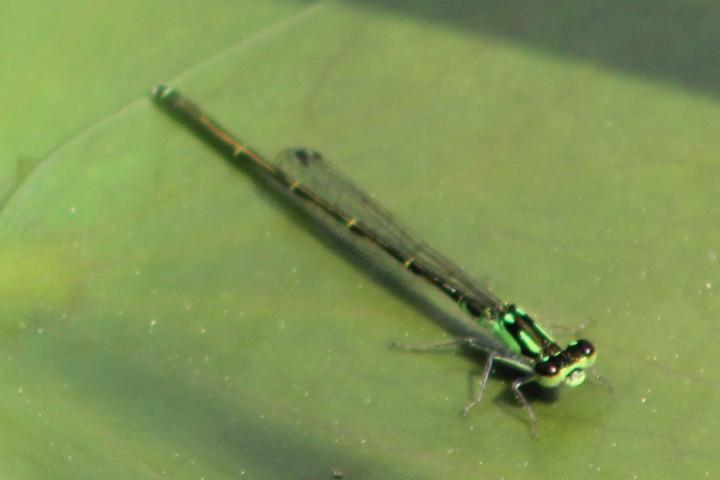 Photo of Fragile Forktail