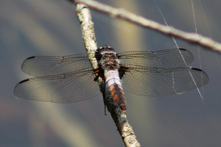 Photo of Chalk-fronted Corporal