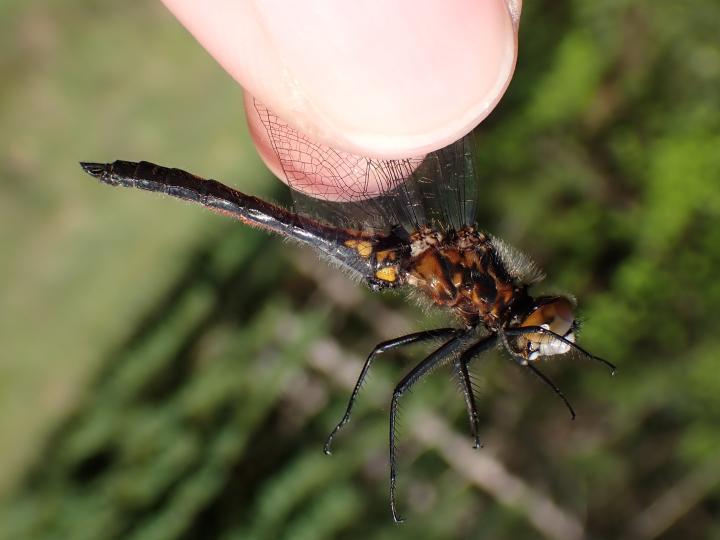 Photo of Dot-tailed Whiteface