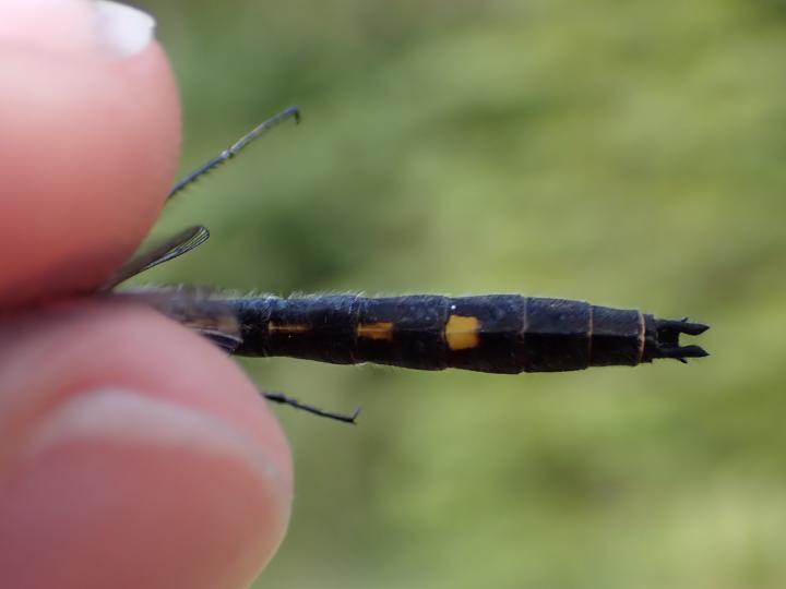 Photo of Dot-tailed Whiteface