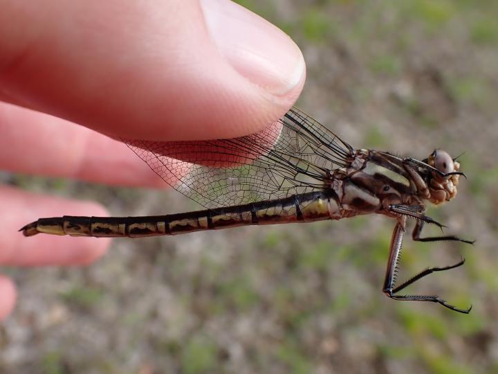 Photo of Dusky Clubtail