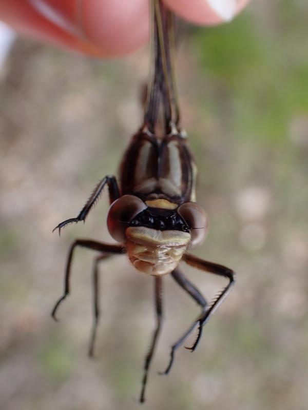 Photo of Dusky Clubtail