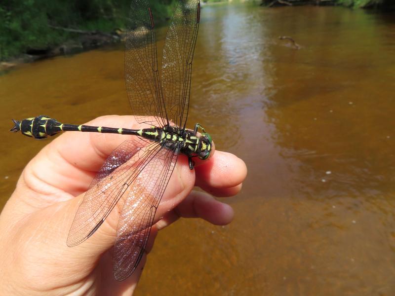 Photo of Zebra Clubtail