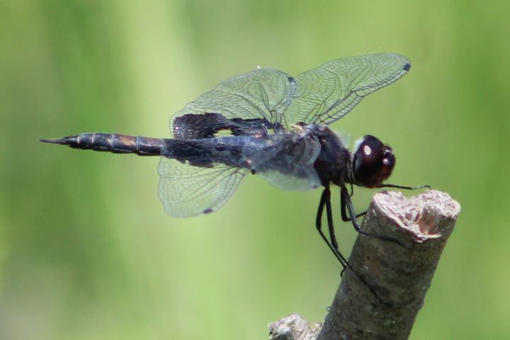 Photo of Black Saddlebags