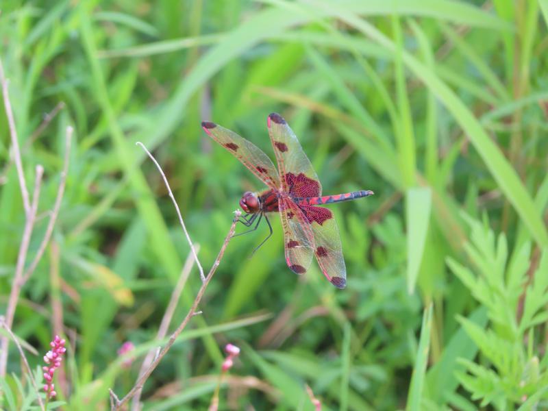 Photo of Calico Pennant