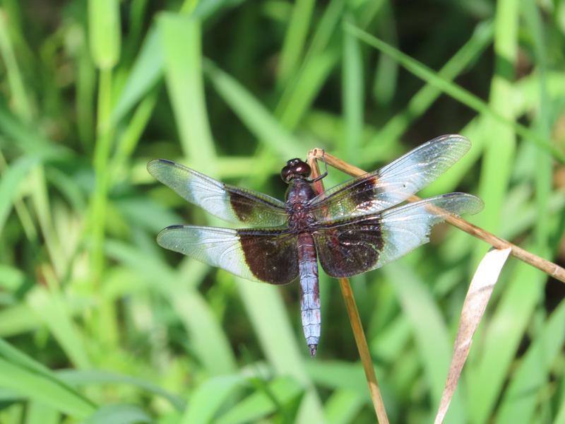 Photo of Widow Skimmer