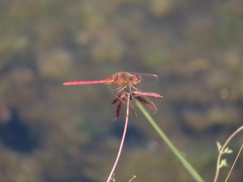 Photo of Saffron-winged Meadowhawk