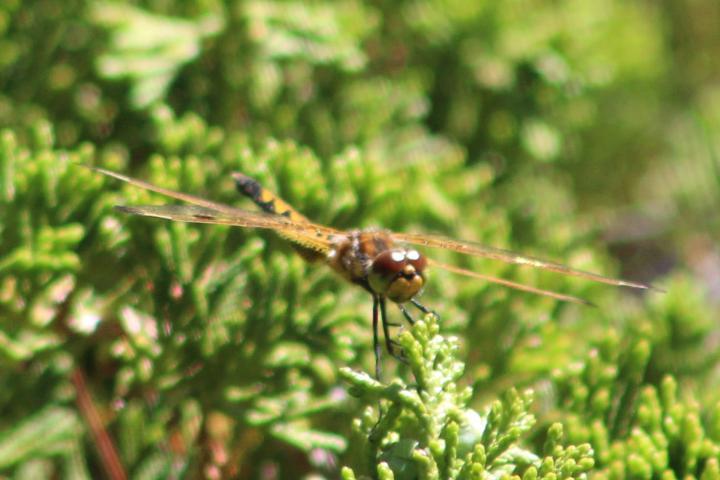 Photo of Calico Pennant