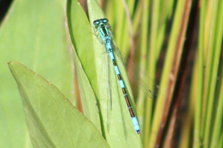 Photo of Taiga Bluet
