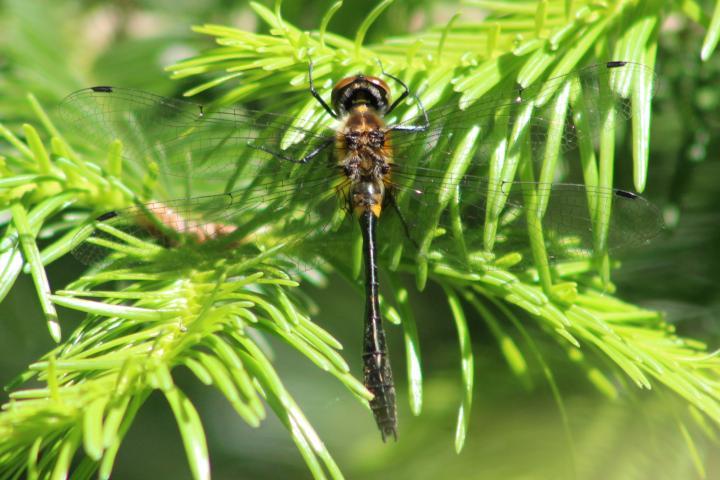 Photo of Racket-tailed Emerald