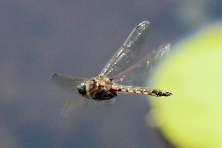 Photo of Beaverpond Baskettail