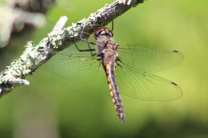 Photo of Common Baskettail