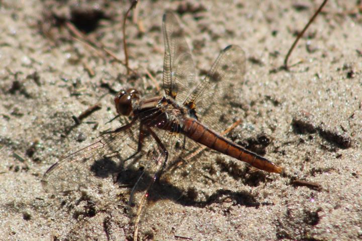 Photo of Chalk-fronted Corporal