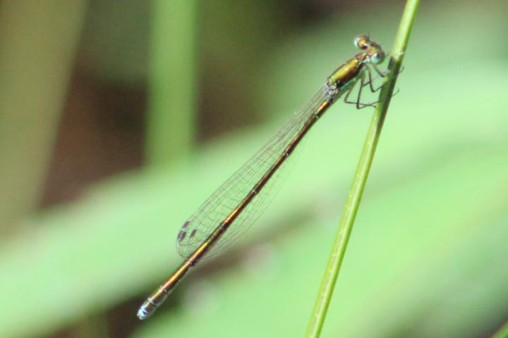Photo of Sedge Sprite