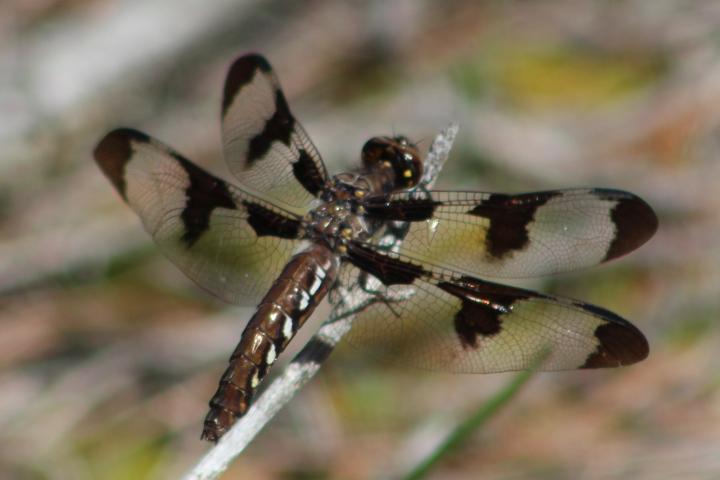 Photo of Common Whitetail