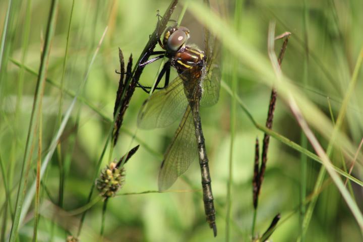 Photo of Hine's Emerald