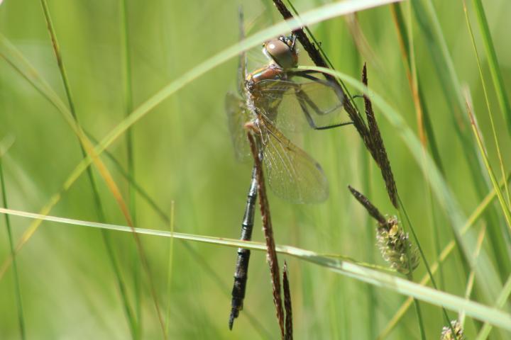 Photo of Hine's Emerald