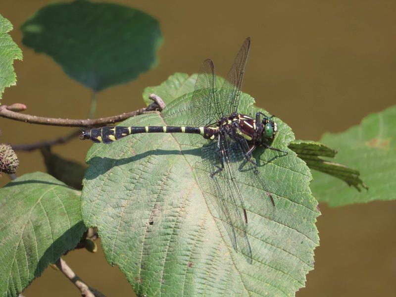 Photo of Zebra Clubtail