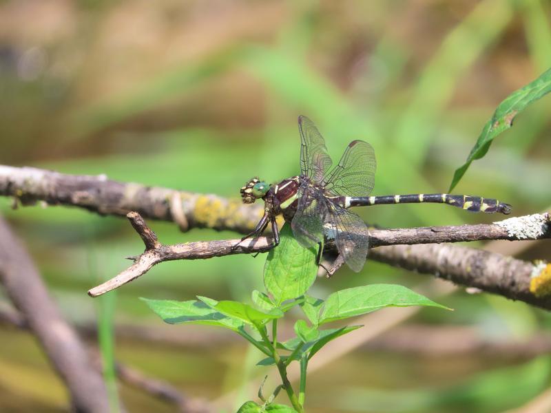Photo of Zebra Clubtail