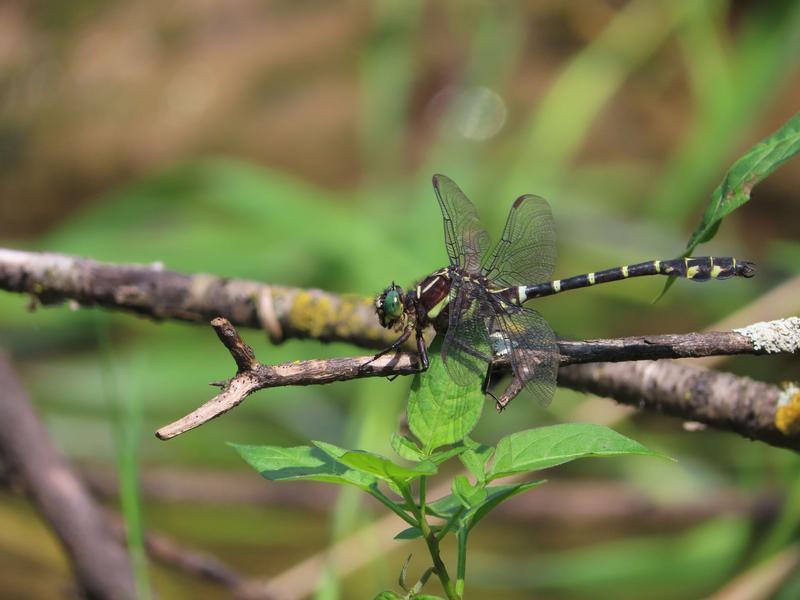 Photo of Zebra Clubtail