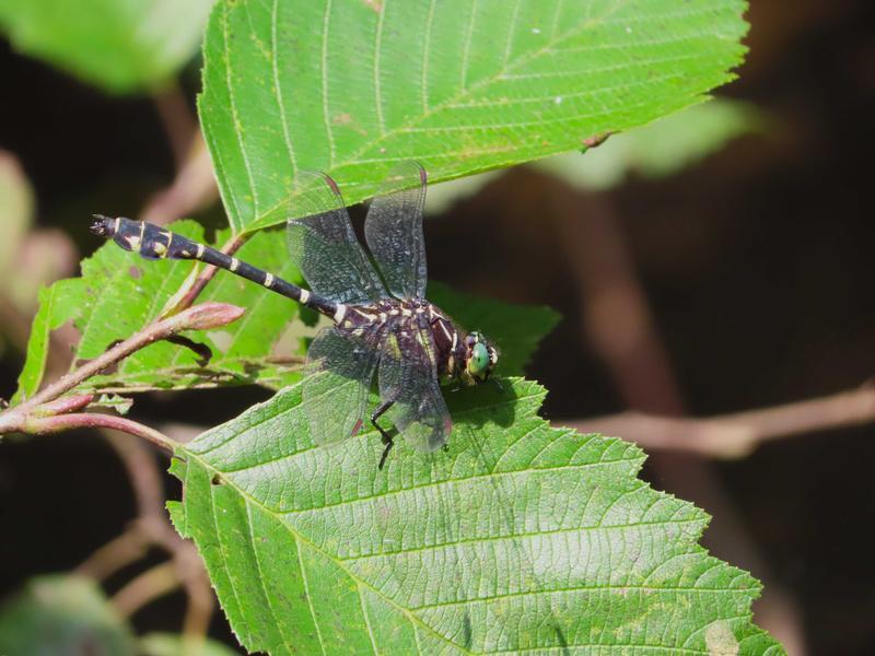 Photo of Zebra Clubtail