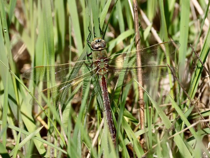Photo of Common Green Darner