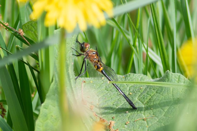 Photo of Racket-tailed Emerald