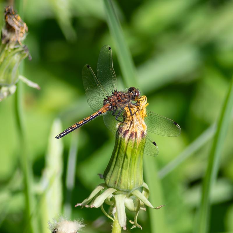 Photo of Hudsonian Whiteface