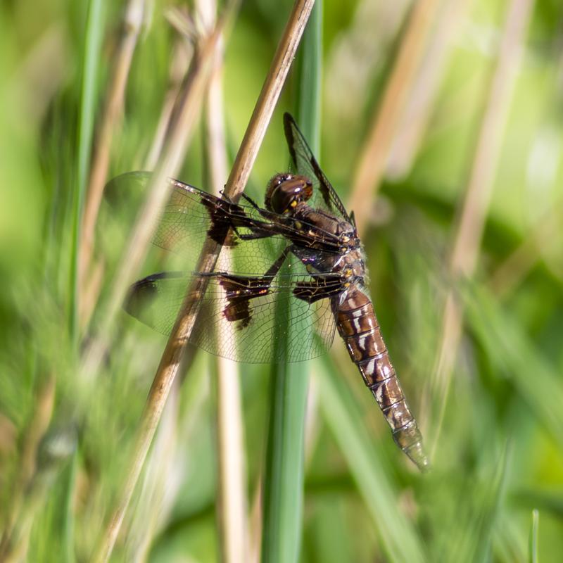 Photo of Common Whitetail