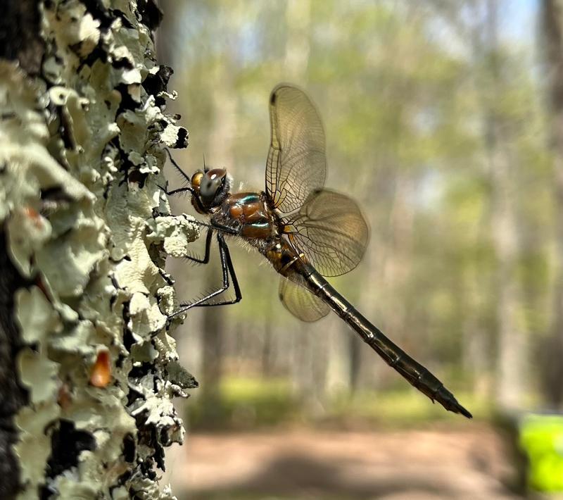 Photo of American Emerald