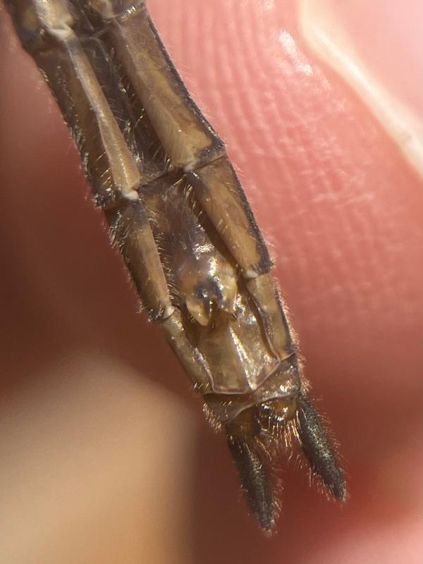 Photo of American Emerald
