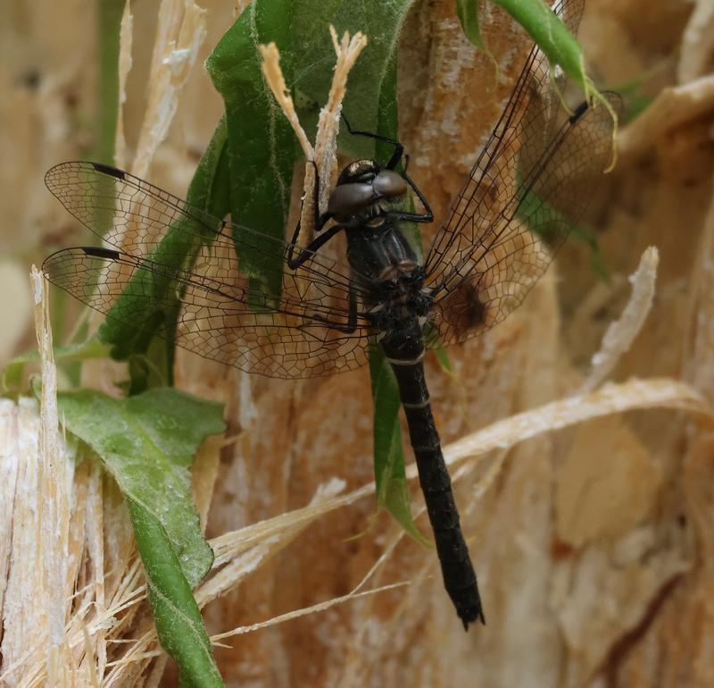 Photo of Ebony Boghaunter