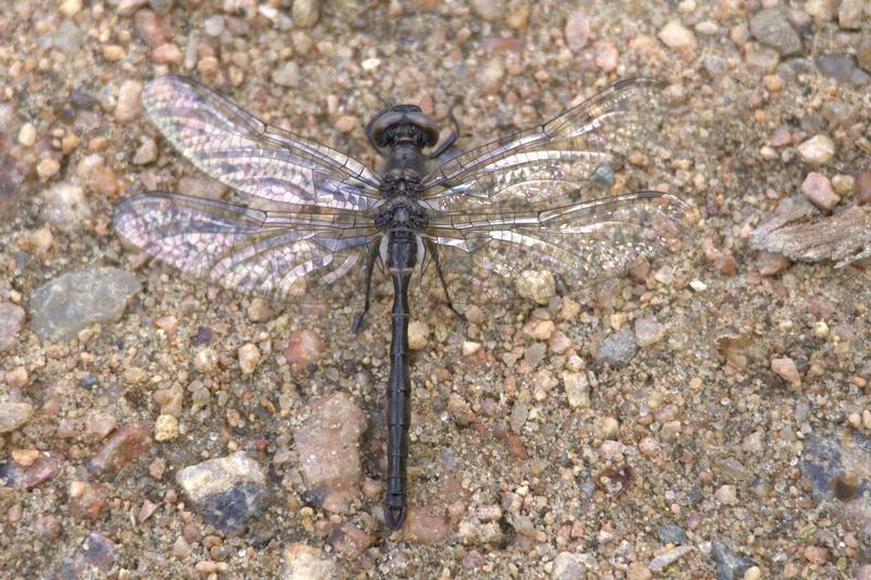 Photo of Ebony Boghaunter