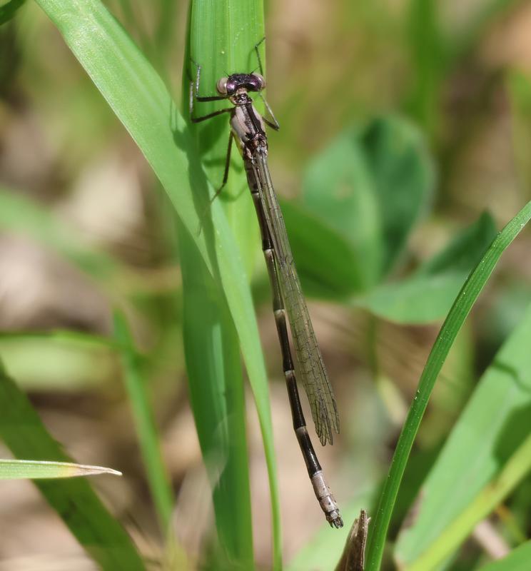 Photo of Aurora Damsel