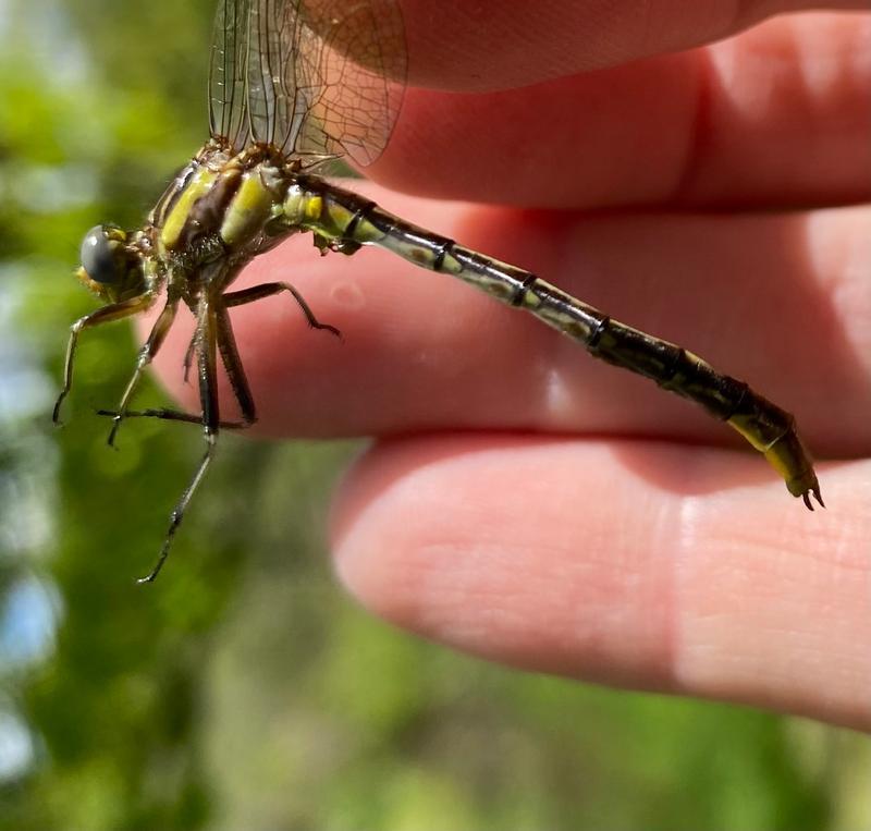 Photo of Lancet Clubtail