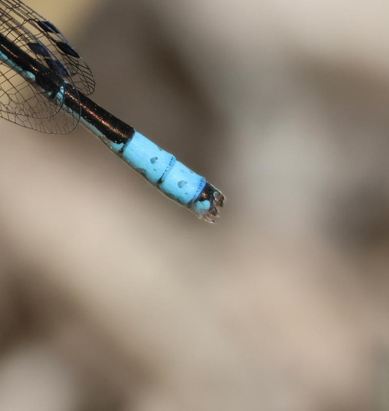 Photo of Boreal Bluet
