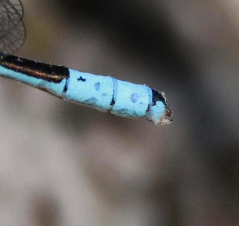 Photo of Boreal Bluet