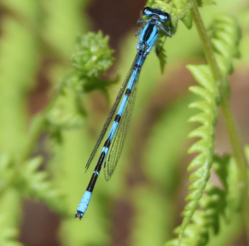Photo of Boreal Bluet