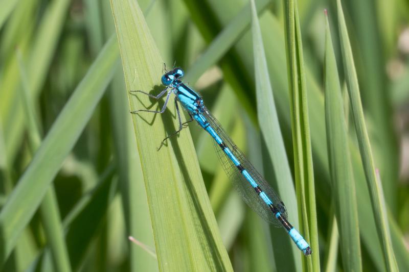 Photo of Marsh Bluet