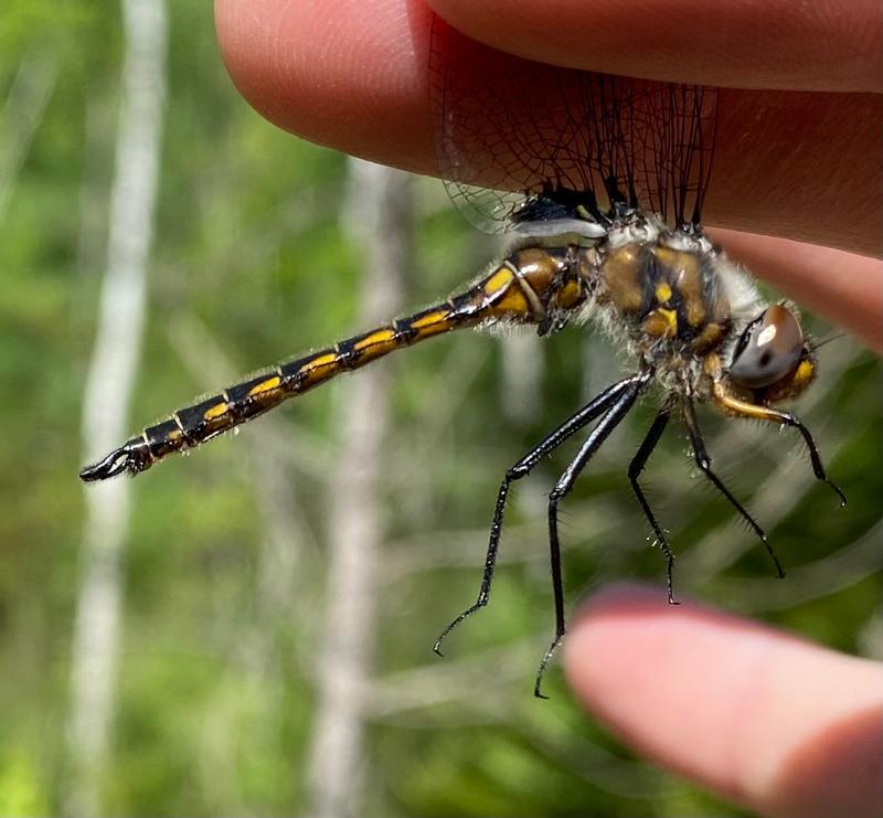 Photo of Spiny Baskettail