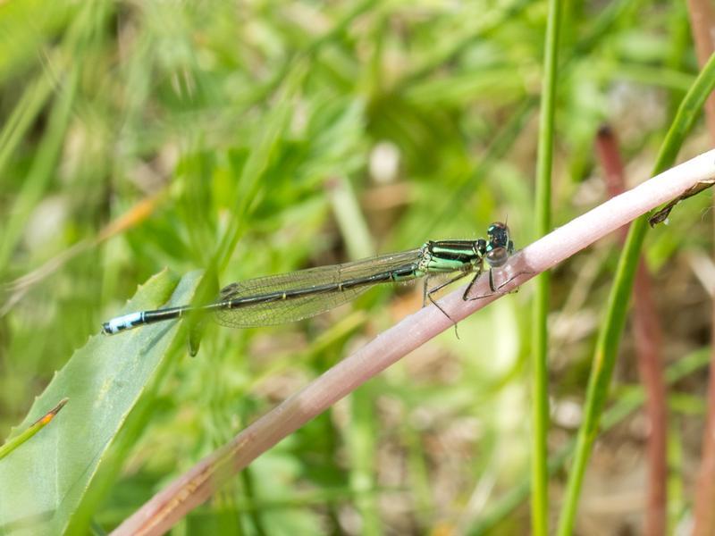 Photo of Eastern Forktail