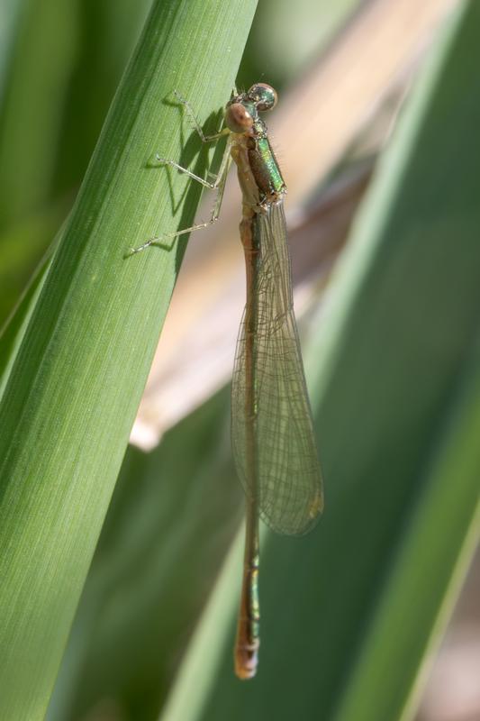 Photo of Sedge Sprite