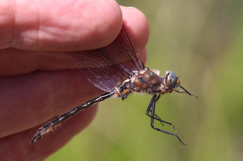 Photo of American Emerald
