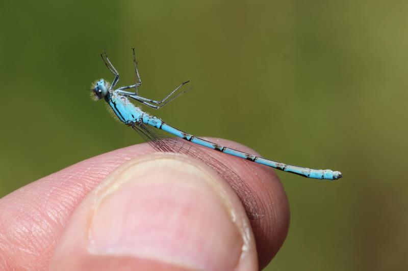 Photo of Boreal Bluet
