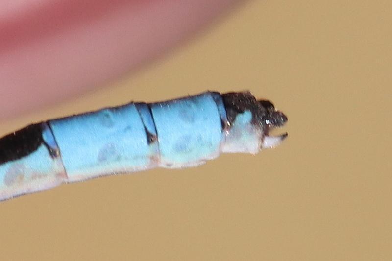 Photo of Boreal Bluet