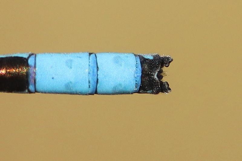 Photo of Boreal Bluet