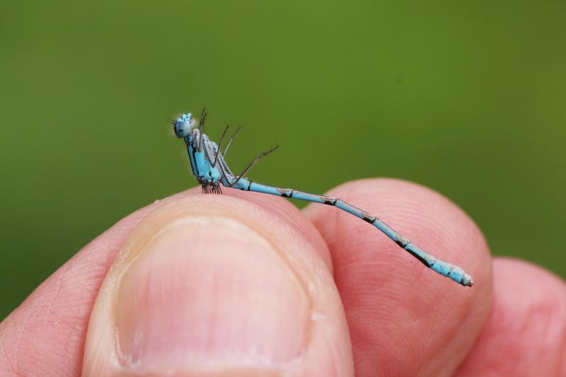 Photo of Boreal Bluet