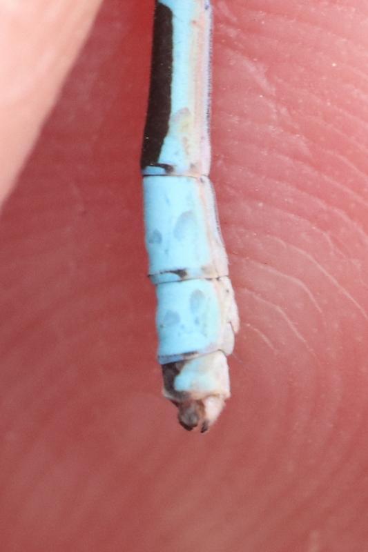 Photo of Boreal Bluet