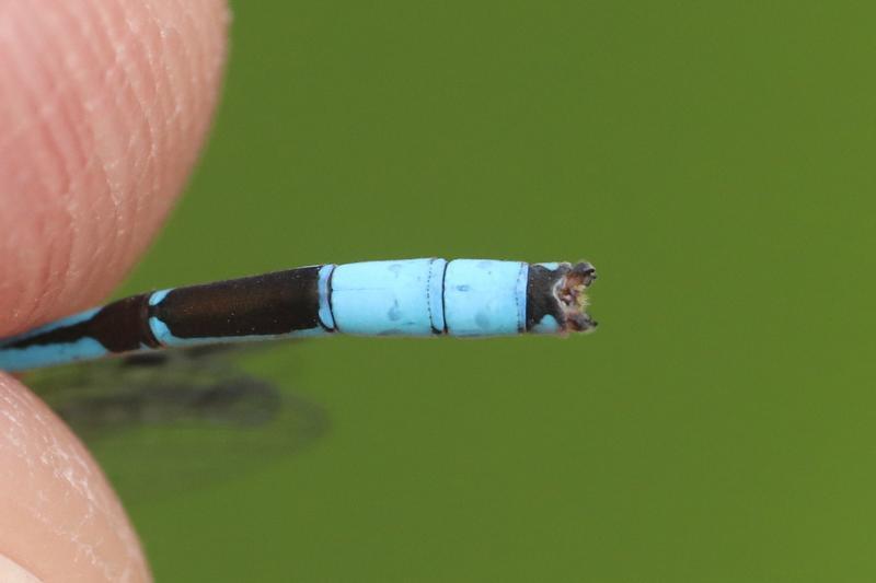 Photo of Boreal Bluet