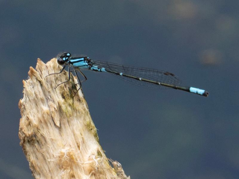 Photo of Skimming Bluet